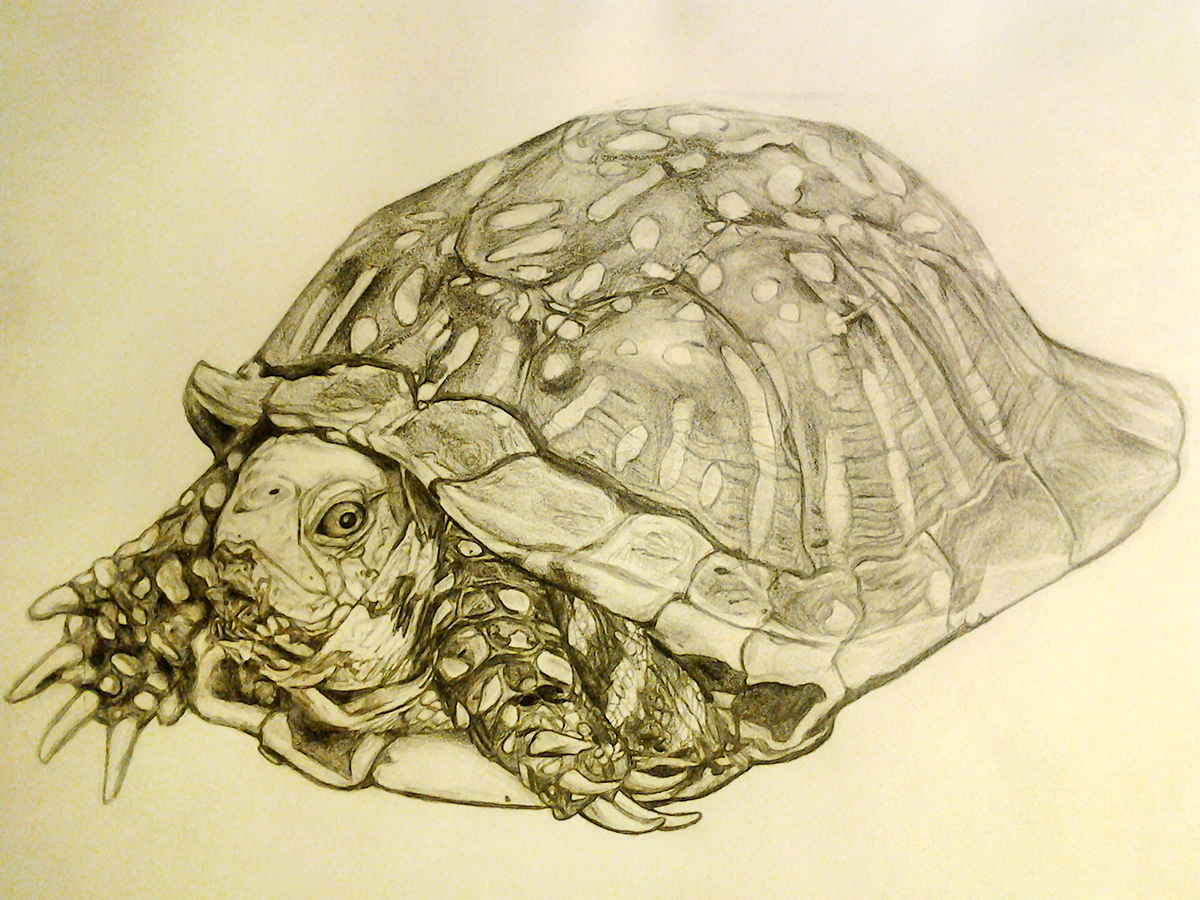 Box Tortoise 2013 11 06 pencil