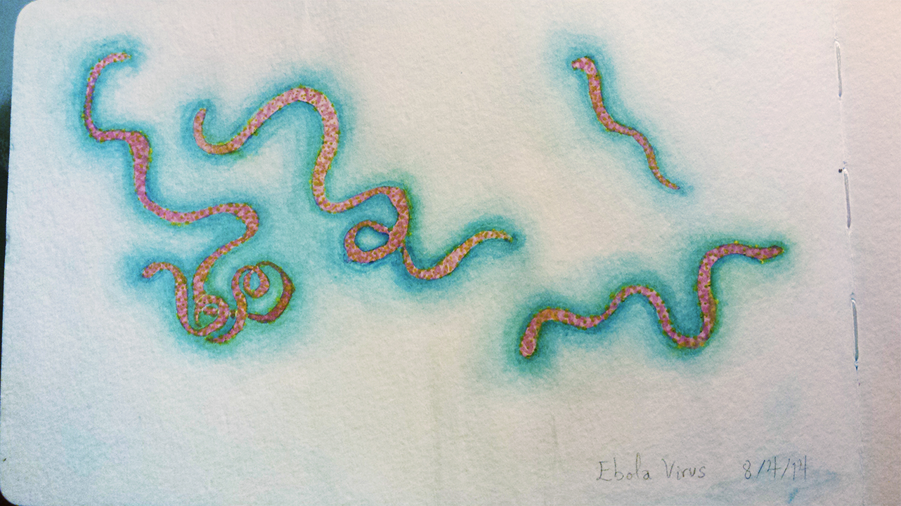 Ebola Virus 2014 08 04 watercolor