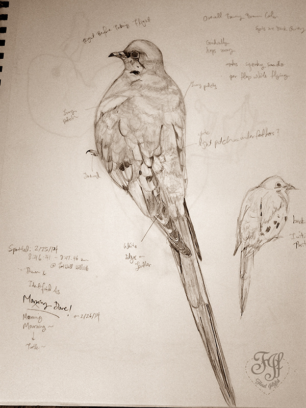 Field Sketch Mourning Dove Brown 2014 2 25