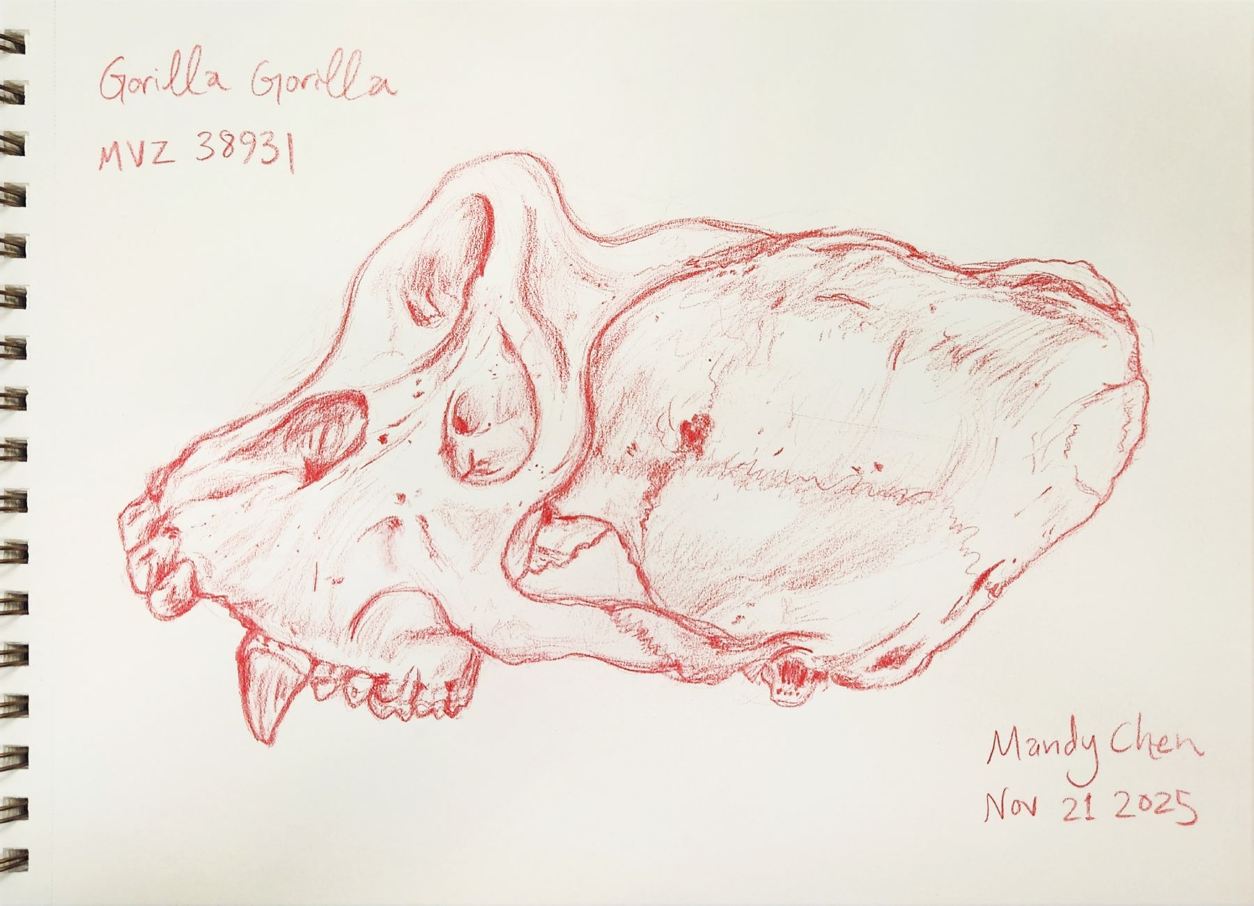 Gorilla Gorilla adj 2025 11 21