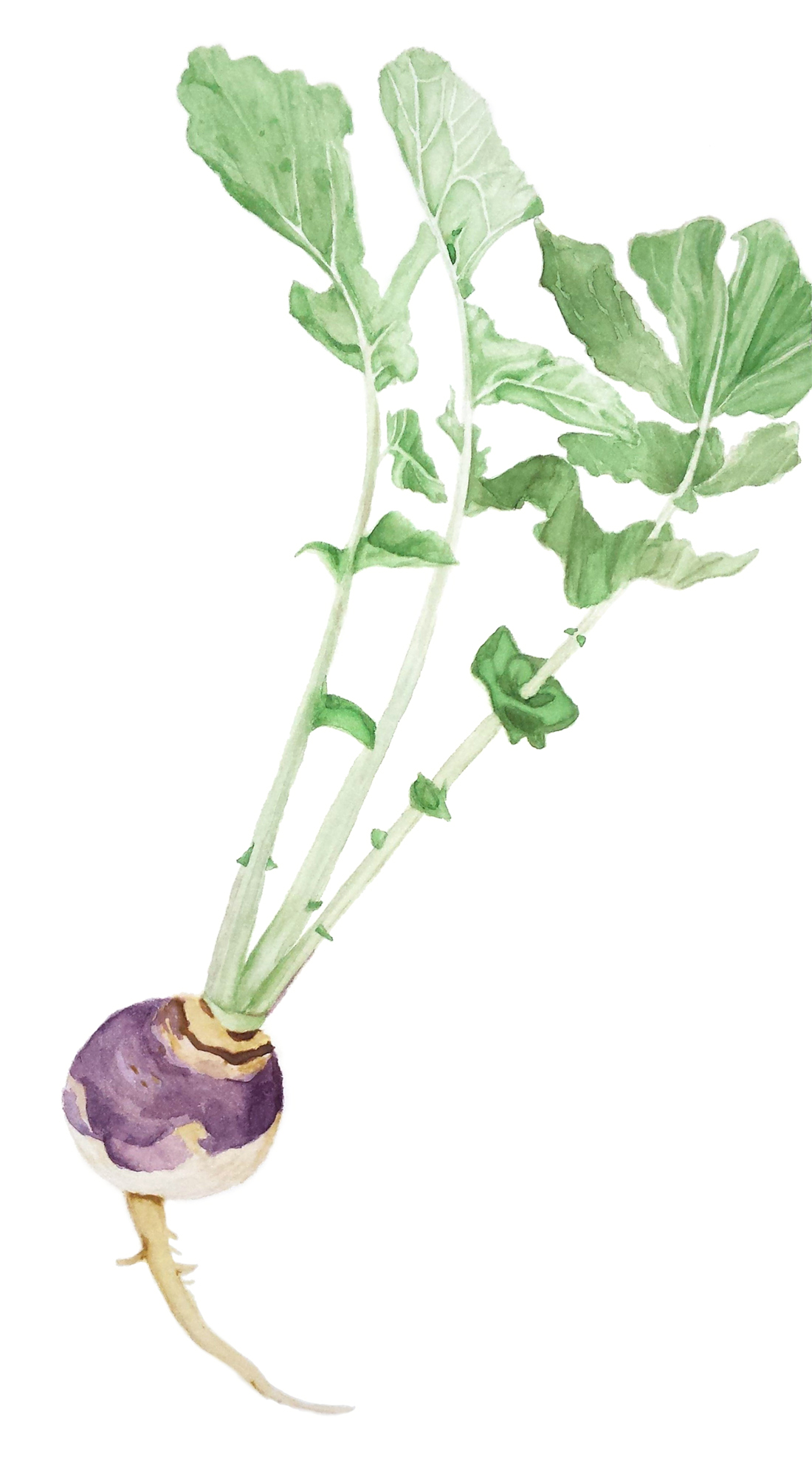 Turnip botanical illustration 2016 09 29 bg clear