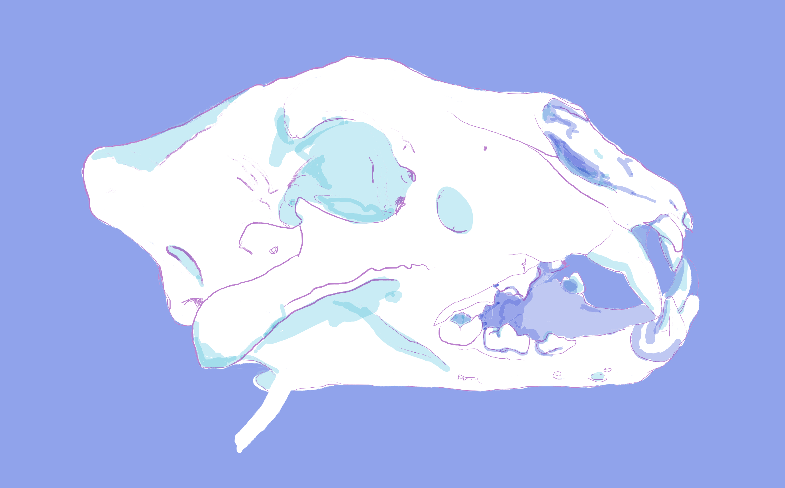 panthera leo lion 2026 2 7